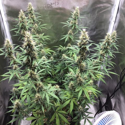Zkittlez Auto 2022 growlog timeline photo