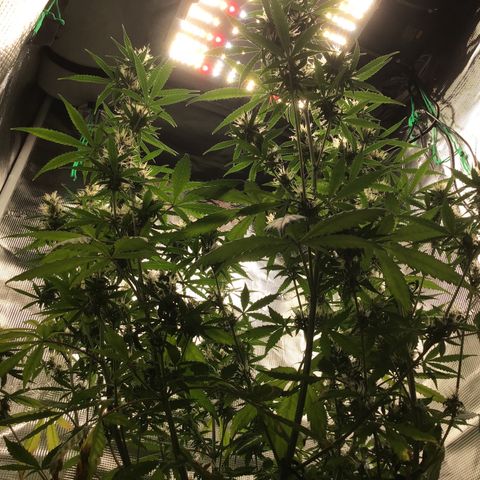 Zkittlez Auto 2022 growlog timeline photo