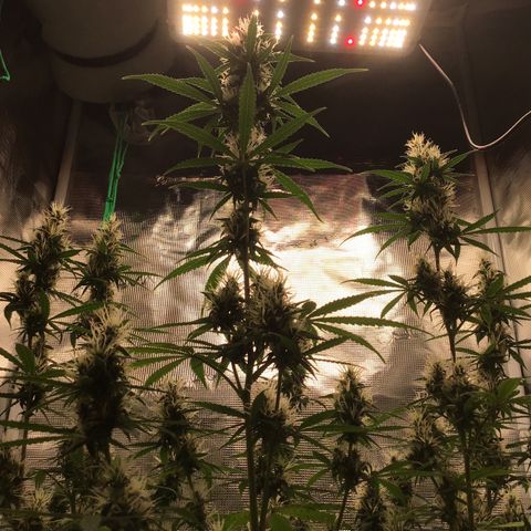 Zkittlez Auto 2022 growlog timeline photo