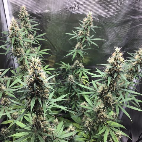 Zkittlez Auto 2022 growlog timeline photo