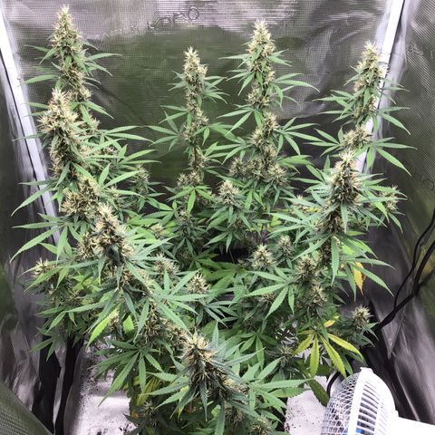Zkittlez Auto 2022 growlog timeline photo