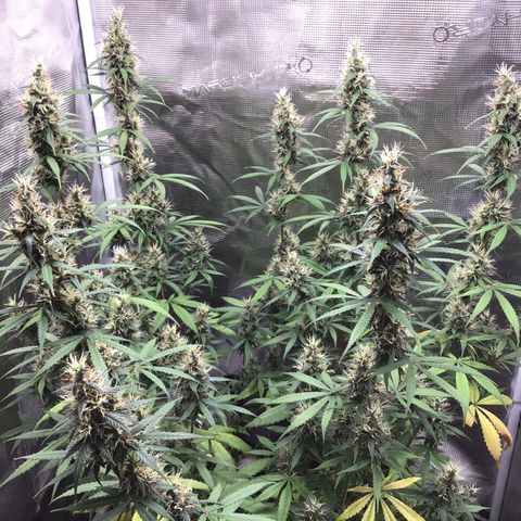 Zkittlez Auto 2022 growlog timeline photo