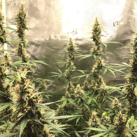 Zkittlez Auto 2022 growlog timeline photo