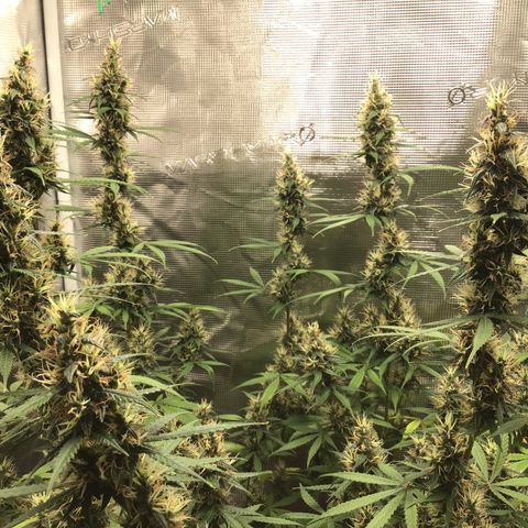 Zkittlez Auto 2022 growlog timeline photo