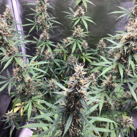 Zkittlez Auto 2022 growlog timeline photo
