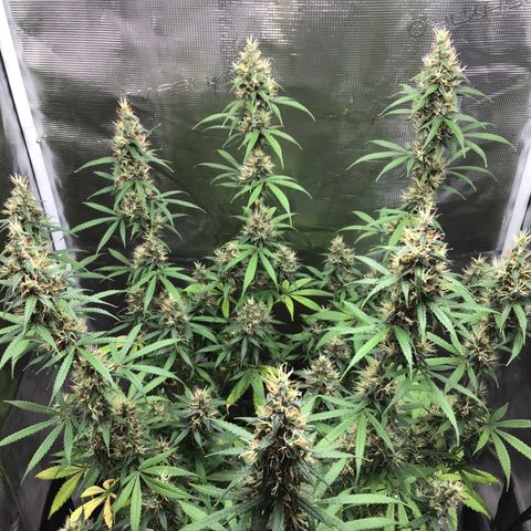 Zkittlez Auto 2022 growlog timeline photo