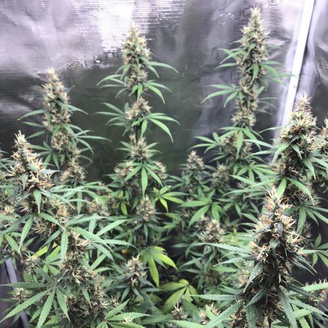 Zkittlez Auto 2022 growlog timeline photo
