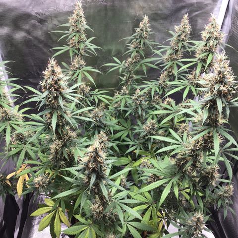 Zkittlez Auto 2022 growlog timeline photo