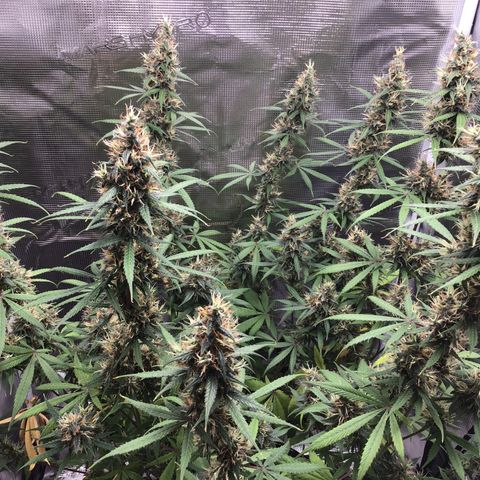 Zkittlez Auto 2022 growlog timeline photo