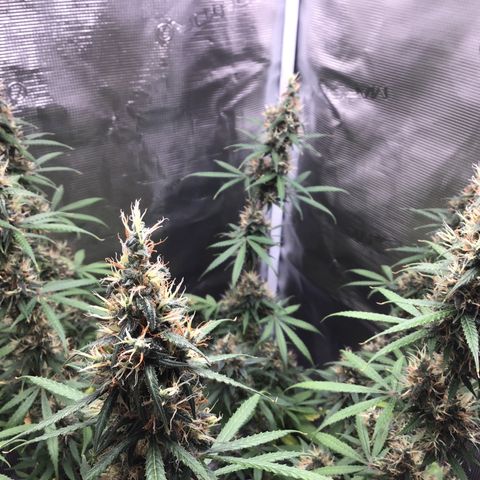 Zkittlez Auto 2022 growlog timeline photo