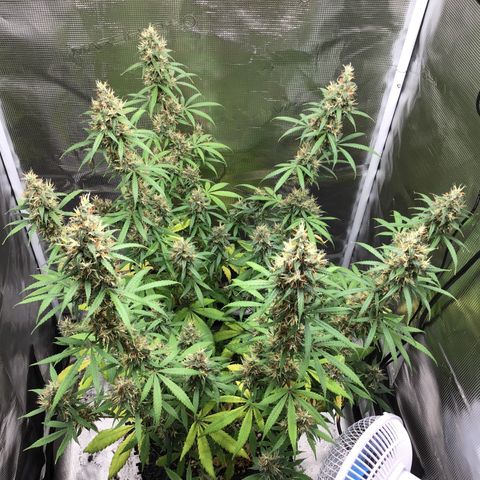 Zkittlez Auto 2022 growlog timeline photo