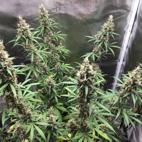 Zkittlez Auto 2022 growlog timeline photo