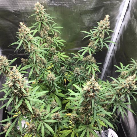 Zkittlez Auto 2022 growlog timeline photo