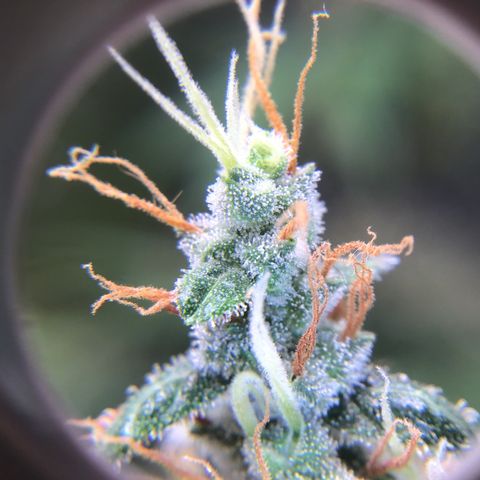 Zkittlez Auto 2022 growlog timeline photo