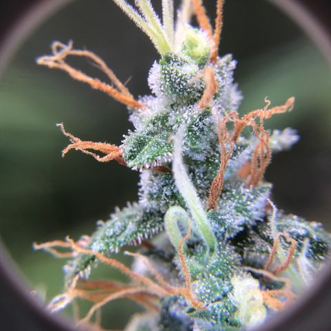 Zkittlez Auto 2022 growlog timeline photo