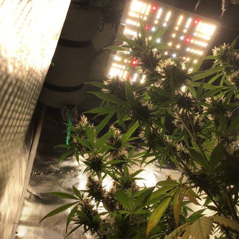Zkittlez Auto 2022 growlog timeline photo