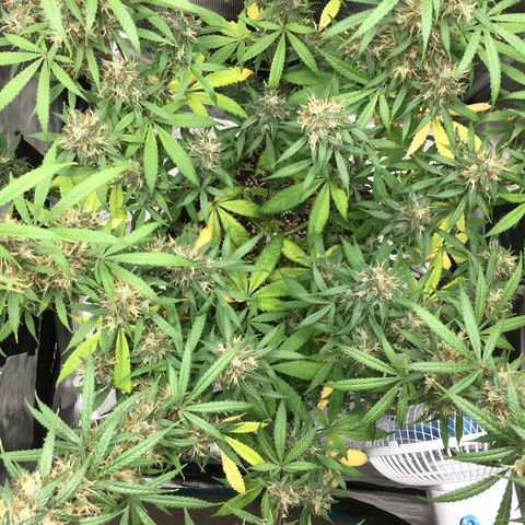 Zkittlez Auto 2022 growlog timeline photo