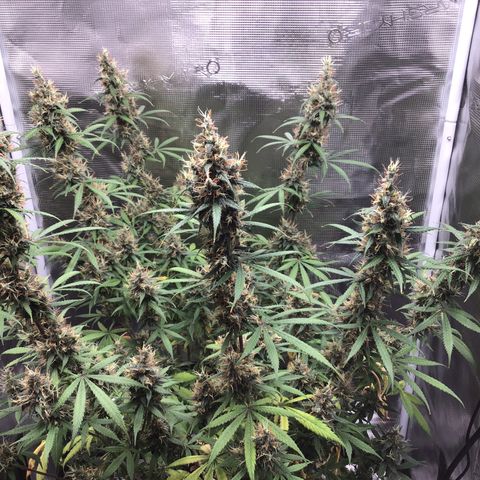 Zkittlez Auto 2022 growlog timeline photo
