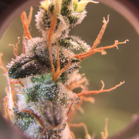 Zkittlez Auto 2022 growlog timeline photo