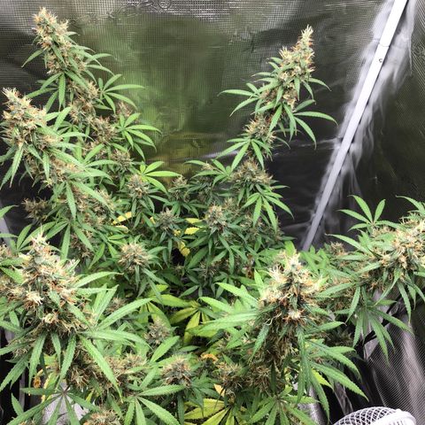 Zkittlez Auto 2022 growlog timeline photo