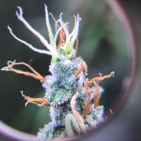 Zkittlez Auto 2022 growlog timeline photo