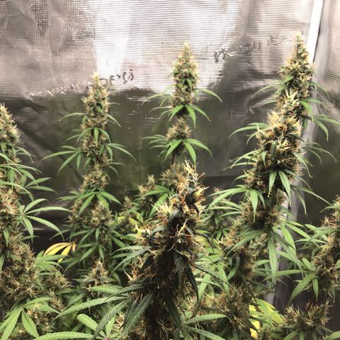 Zkittlez Auto 2022 growlog timeline photo