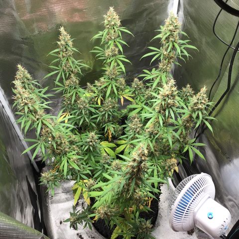 Zkittlez Auto 2022 growlog timeline photo