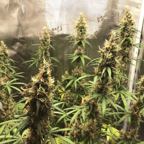 Zkittlez Auto 2022 growlog timeline photo