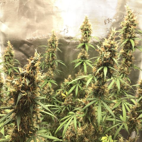 Zkittlez Auto 2022 growlog timeline photo