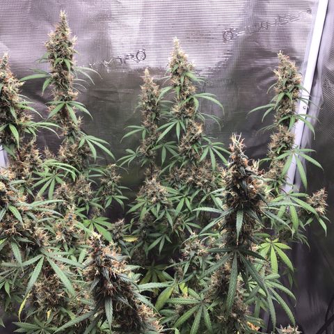 Zkittlez Auto 2022 growlog timeline photo
