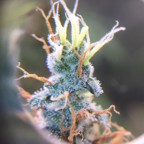 Zkittlez Auto 2022 growlog timeline photo