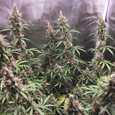 Zkittlez Auto 2022 growlog timeline photo