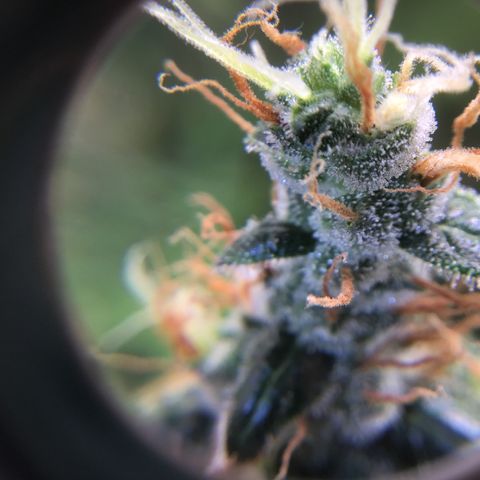 Zkittlez Auto 2022 growlog timeline photo