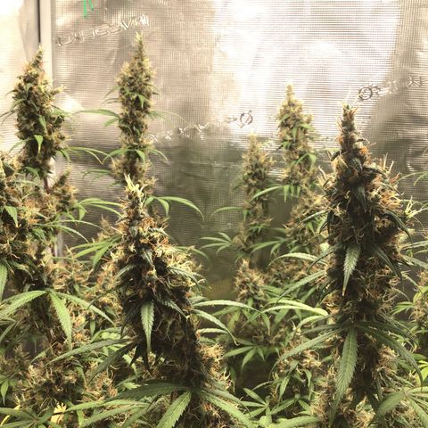 Zkittlez Auto 2022 growlog timeline photo
