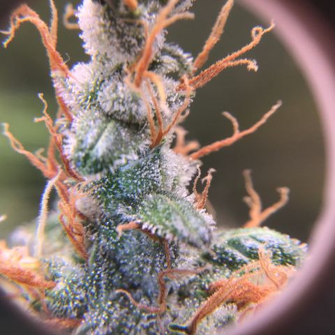 Zkittlez Auto 2022 growlog timeline photo