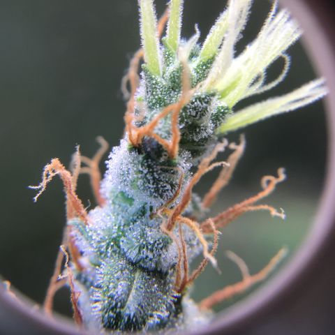 Zkittlez Auto 2022 growlog timeline photo