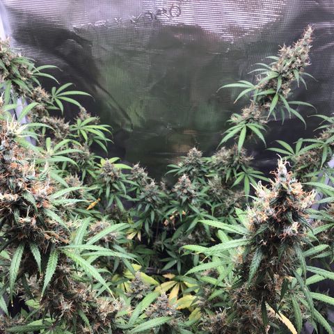 Zkittlez Auto 2022 growlog timeline photo