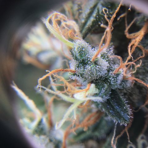 Zkittlez Auto 2022 growlog timeline photo