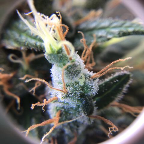 Zkittlez Auto 2022 growlog timeline photo