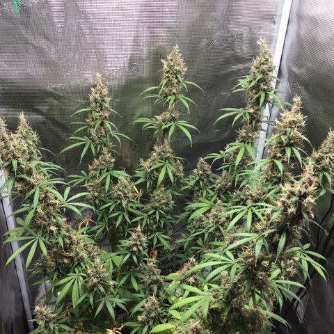 Zkittlez Auto 2022 growlog timeline photo