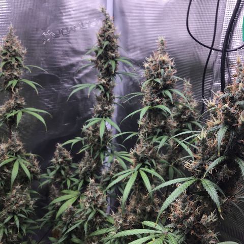 Zkittlez Auto 2022 growlog timeline photo