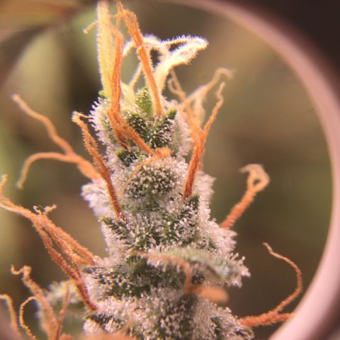 Zkittlez Auto 2022 growlog timeline photo