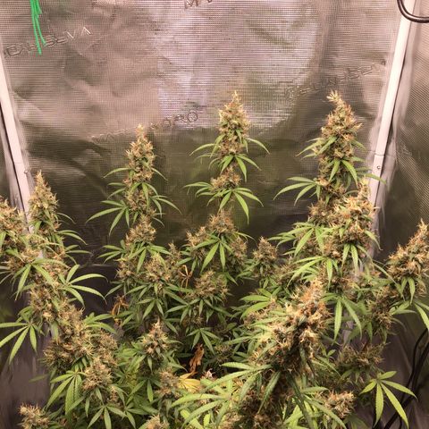 Zkittlez Auto 2022 growlog timeline photo