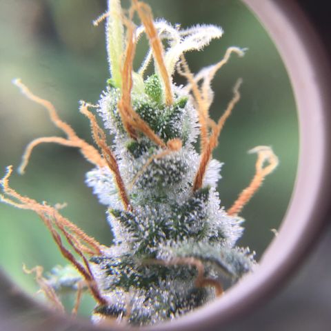 Zkittlez Auto 2022 growlog timeline photo