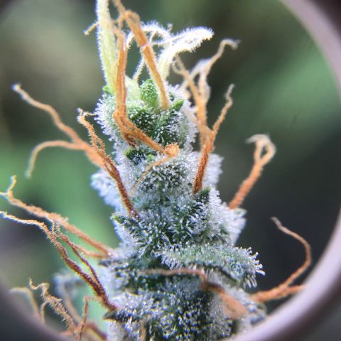Zkittlez Auto 2022 growlog timeline photo