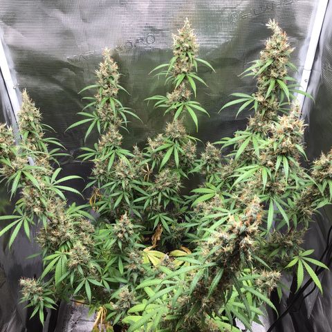 Zkittlez Auto 2022 growlog timeline photo