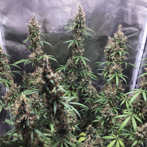 Zkittlez Auto 2022 growlog timeline photo