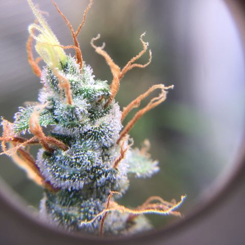 Zkittlez Auto 2022 growlog timeline photo