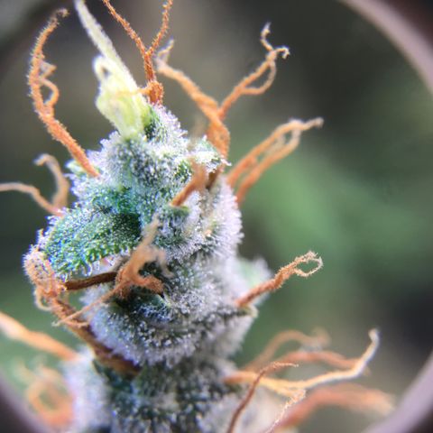 Zkittlez Auto 2022 growlog timeline photo