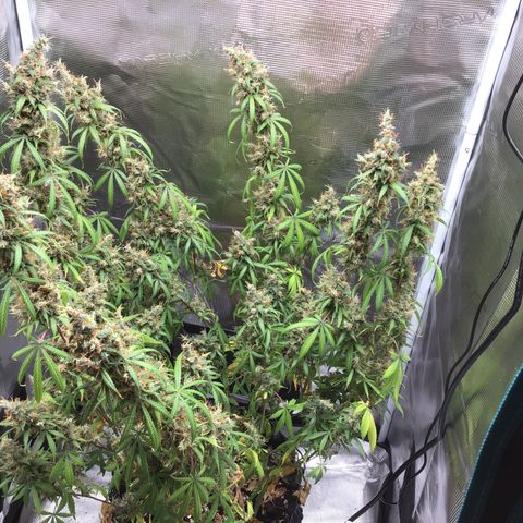 Zkittlez Auto 2022 growlog timeline photo